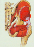 Hip Groin Muscles