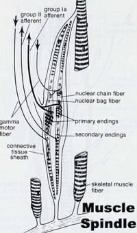 Muscle Spindle
